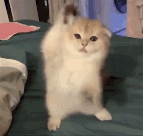 cat dancing gif|cat dancing tiktok gif.